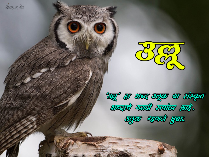 -ullu-