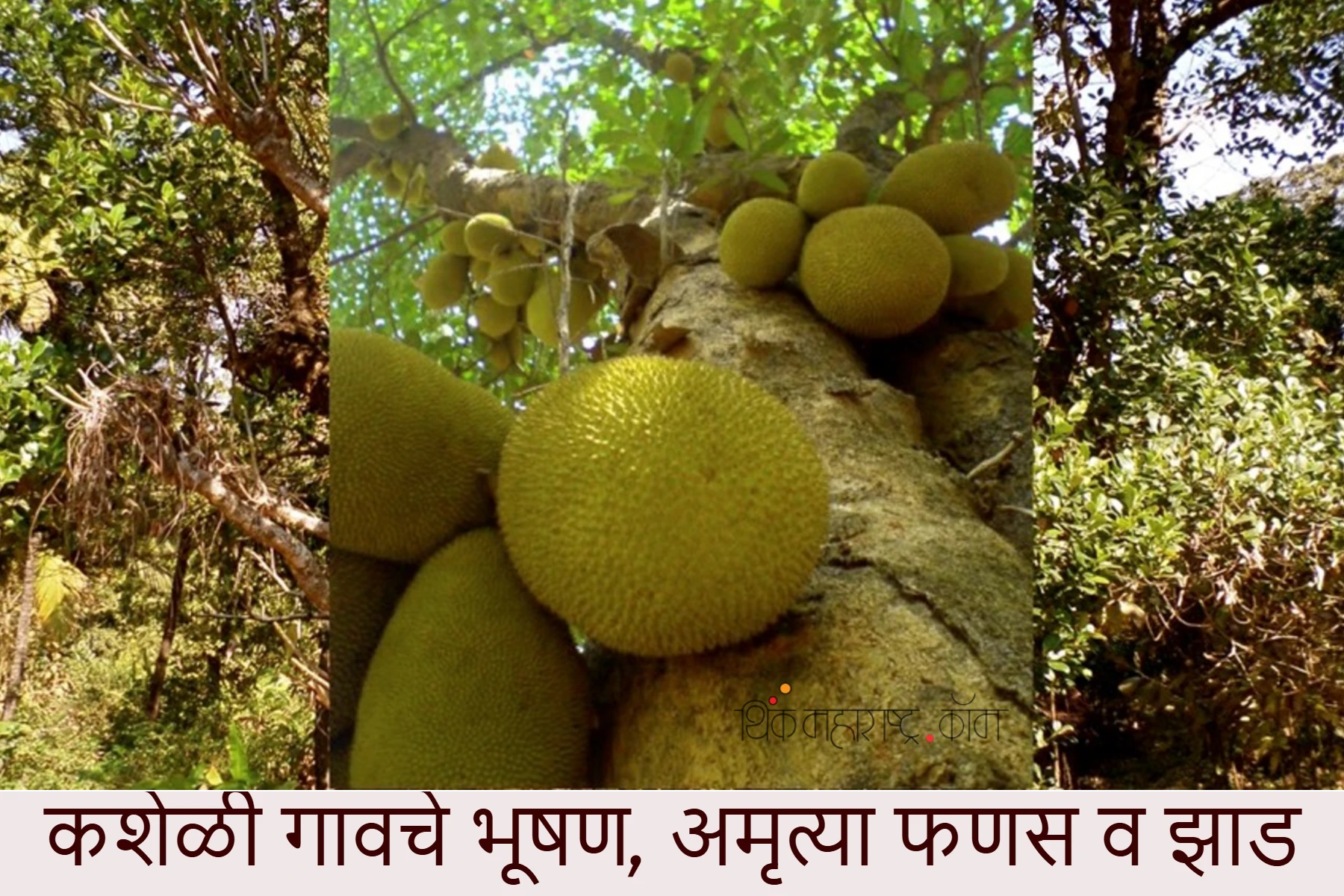 -kasheli-amrutya-phanas-